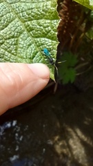 Ichneumonidae