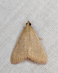 Hypsopygia albidalis