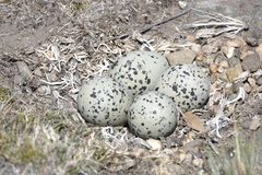 Haematopus leucopodus