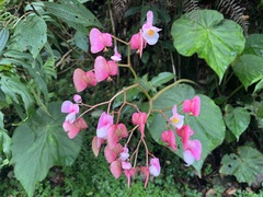 Begonia