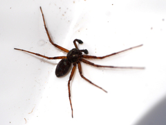 Philodromus collinus