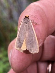 Palaeosia bicosta