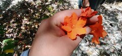 Cordia sebestena