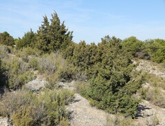 Juniperus oxycedrus