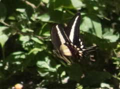 Heraclides hectorides