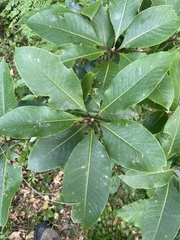 Pittosporum undulatum