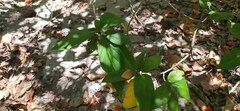 Cordia sebestena