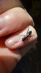 Ichneumonidae