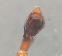 Philodromus collinus