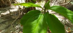 Cordia sebestena