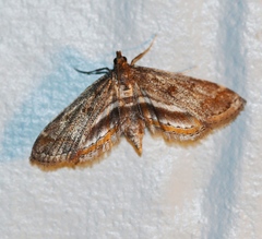 Parapoynx obscuralis