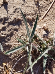 Stephanomeria pauciflora