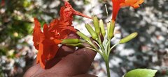 Cordia sebestena