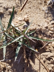 Stephanomeria pauciflora
