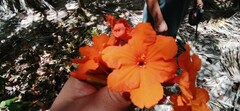 Cordia sebestena