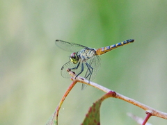 Brachydiplax denticauda