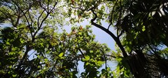 Cordia sebestena