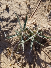 Stephanomeria pauciflora