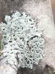Physcia americana