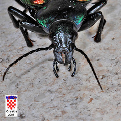 Calosoma sycophanta