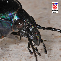 Calosoma sycophanta