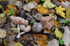 Entoloma rubrobasis