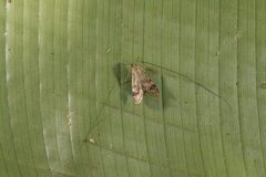 Adelidae