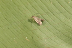 Adelidae