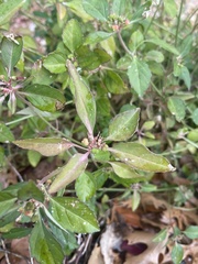 Euphorbia davidii