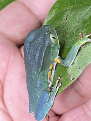 Phyllomedusa burmeisteri