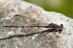 Argia pallens