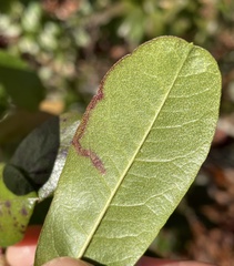 Stigmella betulicola