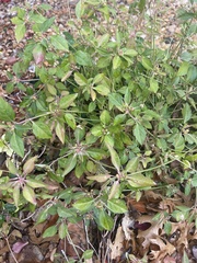 Euphorbia davidii
