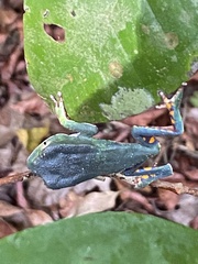 Phyllomedusa burmeisteri