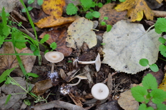 Clitocybe phyllophila