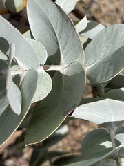 Eucalyptus rhodantha