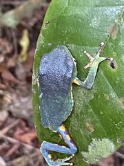 Phyllomedusa burmeisteri