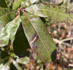 Stigmella betulicola