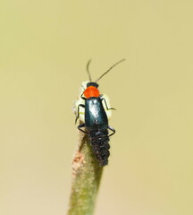 Carphurus cyanopterus