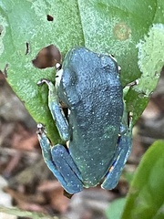Phyllomedusa burmeisteri