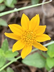Wedelia hispida