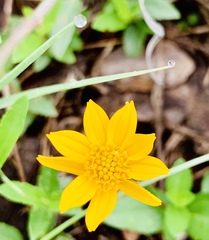 Wedelia hispida