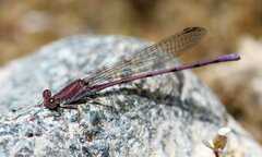 Argia pallens