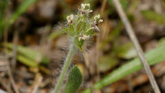 Plantago bellardii