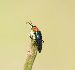 Carphurus cyanopterus