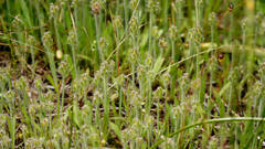 Plantago bellardii