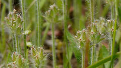 Plantago bellardii