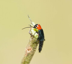 Carphurus cyanopterus