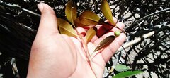 Sapotaceae