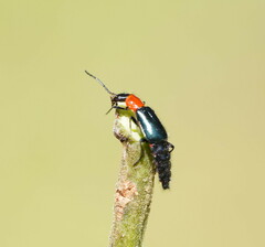 Carphurus cyanopterus